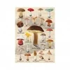 Image de Dino Collage Champignons