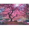 Image de Anatolian ANA1037 Puzzle Arbre Rose, répulsif Contre Les nuisibles v.407