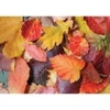 Image de Magnolia Colorful Leaves