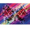 Image de Magnolia Butterfly
