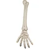 Image de Main squelette 46 cm Halloween - Blanc - Taille Unique