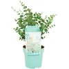 Image de Bloomique   Eucalyptus Gunnii Azura   Eucalyptus   Plantes de jardin   Rustique   30-50 cm de haut   Pot 15 cm