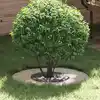 Image de vidaXL adapté pour anneau d'arbre plat Argent Ø30 / 60 cm