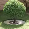 Image de vidaXL adapté pour anneau d'arbre plat Argent Ø30 / 60 cm