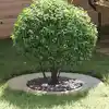 Image de vidaXL adapté pour anneau d'arbre plat Argent Ø40 / 70 cm