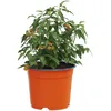Image de vidaXL Pot à Fleurs Rond 50 pcs Terre Cuite Ø 15 x 12,5 cm Plastique, Bac à Fleurs Moderne, Pot cylindrique Durable, Contenant Chic pour Plantes intérieures et extérieures