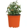 Image de vidaXL Pot à Fleurs 50 pcs Terre Cuite Ø 15 x 13 cm Plastique, Bac à Fleurs Moderne, Pot cylindrique Durable, Contenant Chic pour Plantes intérieures et extérieures