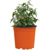 Image de vidaXL Pot à Fleurs 100 pcs Terre Cuite Ø 15 x 13 cm Plastique, Jardin de Balcon Moderne, Pot Floral cylindrique, Durable et Tendance, pour l'intérieur ou l'extérieur