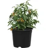 Image de vidaXL Pot à Fleurs 50 pcs Noir Ø 15 x 12,5 cm Plastique, Balcon, Design cylindrique pour espaces Modernes, Solutions durables et légères pour mobilier d'extérieur et espaces de Vie