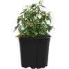 Image de vidaXL Pot à Fleurs 50 pcs Noir Ø 15 x 13 cm Plastique, Bac à Fleurs Moderne, Pot cylindrique Durable, Contenant Chic pour Plantes intérieures et extérieures