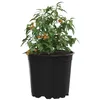 Image de vidaXL Pot à Fleurs 100 pcs Noir Ø 15 x 13 cm Plastique, Bac à Fleurs Moderne, Pot cylindrique Durable, Contenant Chic pour Plantes intérieures et extérieures