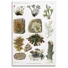 Image de HNPBB Poster vintage sur toile représentant la nature de lichen d'hiver et de lichens - Impression d'art moderne pour chambre à coucher (50 x 75 cm)