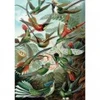 Image de Piatnik Haeckel - Colibris
