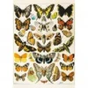 Image de Piatnik Papillons - Millot