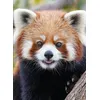 Image de Panda roux en occasion ou reconditionné