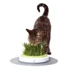 Image de Jardin D'herbe A Chat en occasion ou reconditionné