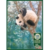 Image de Cobble Hill Puzzle Golden Child - 1000 Pièces Jeu De Puzzle