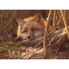 Image de Cobble Hill Puzzle Animaux - A Touch Of Warmth Puzzle 500 Pièces