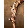 Image de Eurographics Puzzle - Xxl Pièces Baiser De La Mère Girafe - 500 Pièces