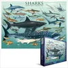 Image de Puzzle - EUROGRAPHICS - Sharks - 1000 pièces - Multicolore - Animaux