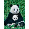 Image de Eurographics Panda & Baby (1000)