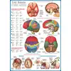 Image de Eurographics Puzzle Cerveau - Puzzle Éducatif 1000 Pièces