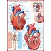 Image de Eurographics Puzzle Coeur - 1000 Pièces Puzzle Carton