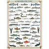 Image de Eurographics Puzzle Poissons - Puzzle 1000 Pièces Adultes