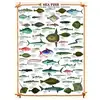 Image de Eurographics Puzzle Poissons De Mer 1000 Pièces Animaux Carton