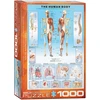 Image de Eurographics Puzzle Corps Humain - Puzzle Éducatif 1000 Pièces