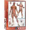Image de Eurographics Puzzle Anatomie Système Musculaire - 1000 Pièces Éducatif