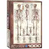 Image de Eurographics Puzzle Squelette - 1000 Pièces Jouet Éducatif