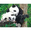 Image de Sunsout Puzzle Xxl Pièces - Bamboo Buddies - 300 Pièces