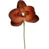 Image de 6 ORCHIDÉES - CHOCOLAT Marron chocolat