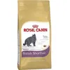 Image de British Shorthair 34 10 KG