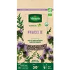 Image de Engrais vert Phacélie - BIO - Petit Modèle
