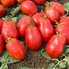 Image de Graines - Vilmorin - Tomate Roma V.F - BIO