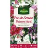 Image de Graines - Vilmorin - Pois de Senteur Buisson Varié
