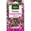Image de Graines - Vilmorin - Cosmos Picotée