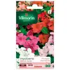 Image de Sachet Graines Impatiens Hybride Varié