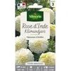 Image de Graines - Vilmorin - Rose dInde Kilimandjaro