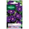Image de Sachet Graines Ipomée Volubilis Pourpre