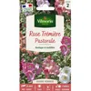 Image de Graines - Vilmorin - Rose Trémière Pastorale