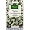 Image de Graines - Vilmorin - Alysse Corbeille dArgent