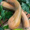 Image de Graines - Vilmorin - Courge Musquée de Nice à Fruits Longs