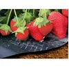 Image de Film de Paillage Fraises - Micro Perforé - 1.4 m x 10 m