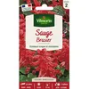Image de Graines - Vilmorin - Sauge Brasier