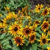 Image de Graines - Vilmorin - Tournesol Suntastic HF1 - Graines dException