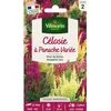 Image de Graines - Vilmorin - Célosie à Panache Variée