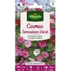 Image de Cosmos Sensation Varié Vilmorin